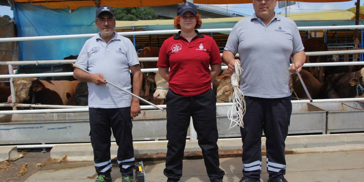 İBB Kaçan Hayvan Yakalama Hazırlıkları