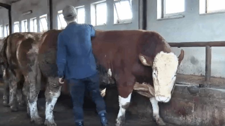 Bingöl’ün 1 Tonluk ‘Şampiyon’u Alıcısını Bekliyor