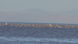 Binlerce Yavru Flamingo Hayatını Kaybetti