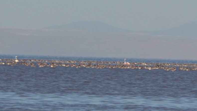 Binlerce Yavru Flamingo Hayatını Kaybetti