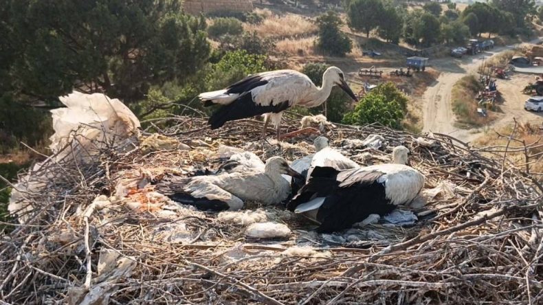 Biri ipe dolanan diğeri elektrik tellerine çarpan iki leyleğe hayat verdiler