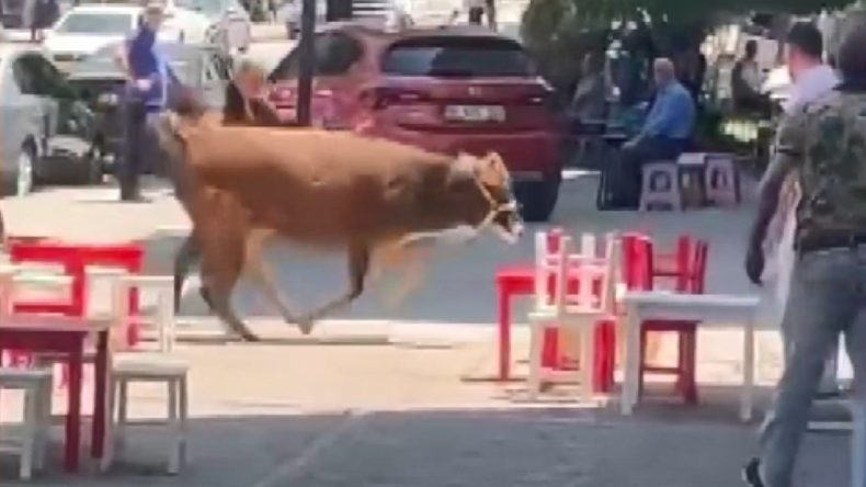 Bursa’da Sahibinden Kaçan İnek, Mahalleliyi Peşine Taktı