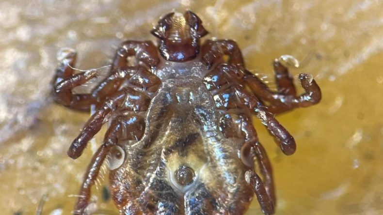 Büyük Panik! Çin’den Akın Akın Geldi: İstanbul’u İstila Etti
