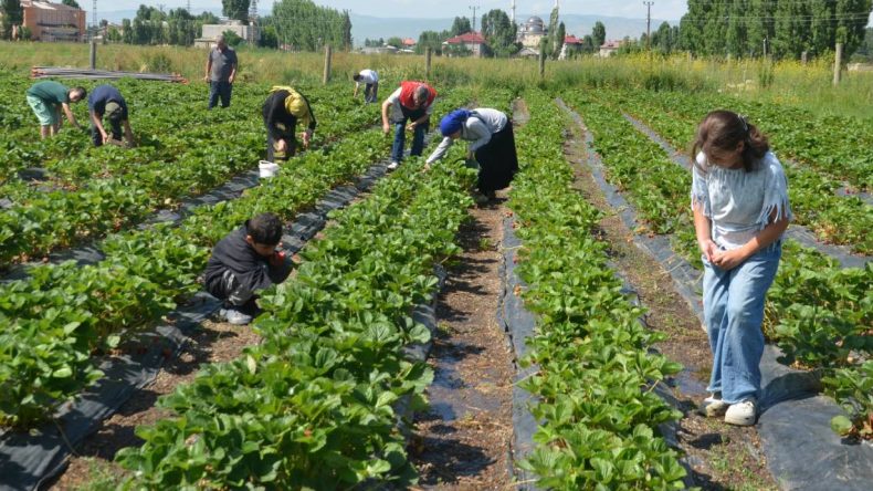 Çilek Hasadı Başladı: Fiyatlar Belirlendi