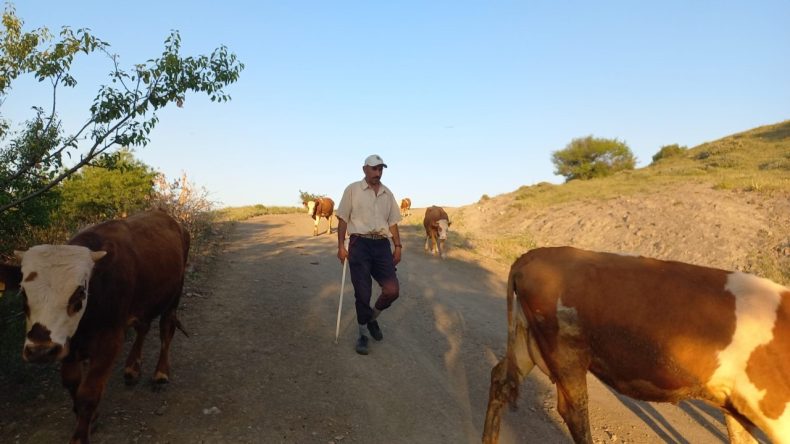 Çoban Krizi Derinleşiyor: 80 Bin TL Maaş Yetersiz Kalıyor