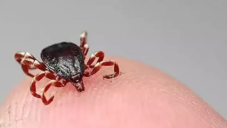 Doğa Koruma ve Milli Parklar Genel Müdürlüğü’nden Kene Açıklaması