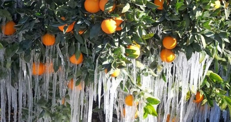 Don Felaketi Sebze ve Meyveyi Vurdu, Etkisi Uzun Sürecek