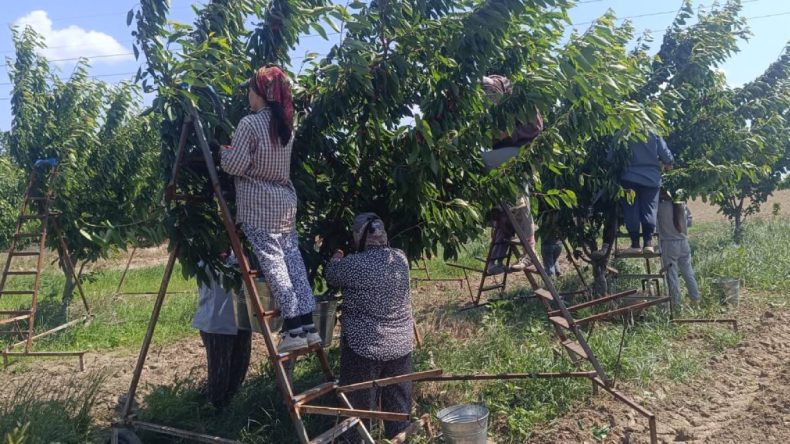 Edirne’de Kiraz Hasadı Başladı: Avrupa Ülkeleri Sıraya Girdi