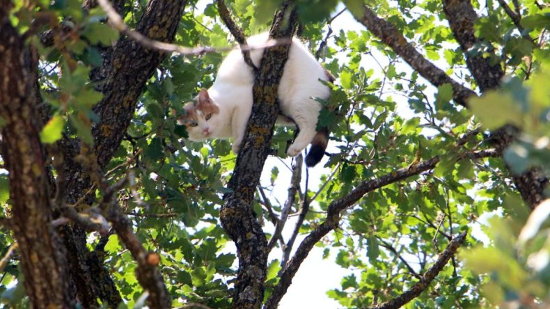 Edirne’deki ‘Şirin’ Krizi: Vali Yardıma Koştu