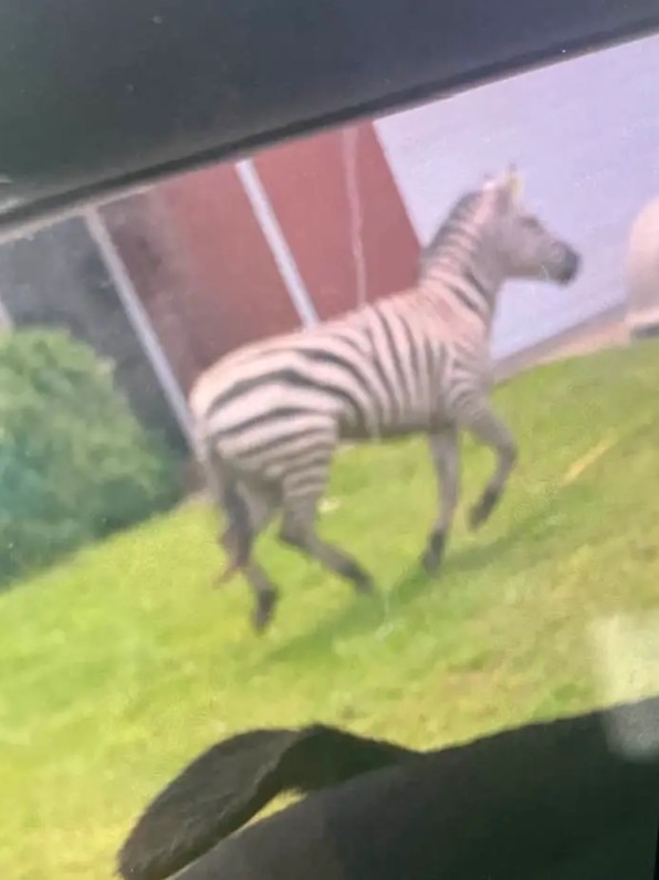 Kayıp Zebra Ed