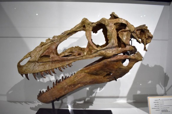 Khankhuuluu mongoliensis