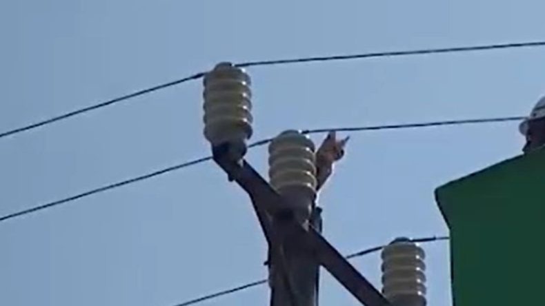 Elektrik Direğinde Mahsur Kalan Kedi Kurtarıldı