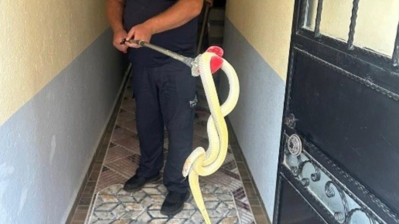 Eve Giren Yılan Paniğe Neden Oldu