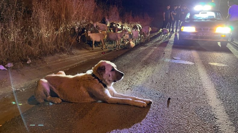 Firari Keçiler Polise Teslim Edildi