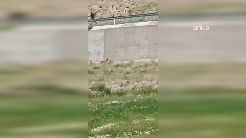 Geyik Katliamına Jandarmadan Müdahale!