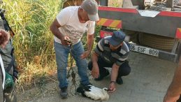 Hareketsiz Kalan Leylek İçin Seferberlik