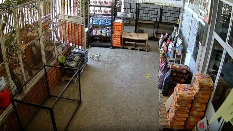 Hastalanan Kedi, Köpekleri Geride Bırakıp Veterinere Sığındı