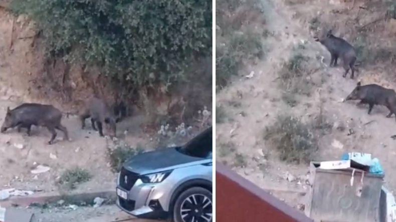 Hatay’da Aç Kalan Yaban Domuzları Yerleşim Alanına İndi
