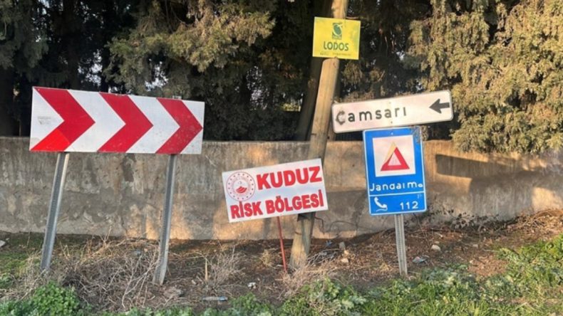 Hatay’da Kuduz Karantinası Uygulanan 4 Mahallede Sokak Köpekleri Toplanıyor