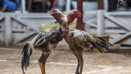 Hayvanları Koruma Derneği Başkanı Horoz Dövüştürürken Ele Geçirildi
