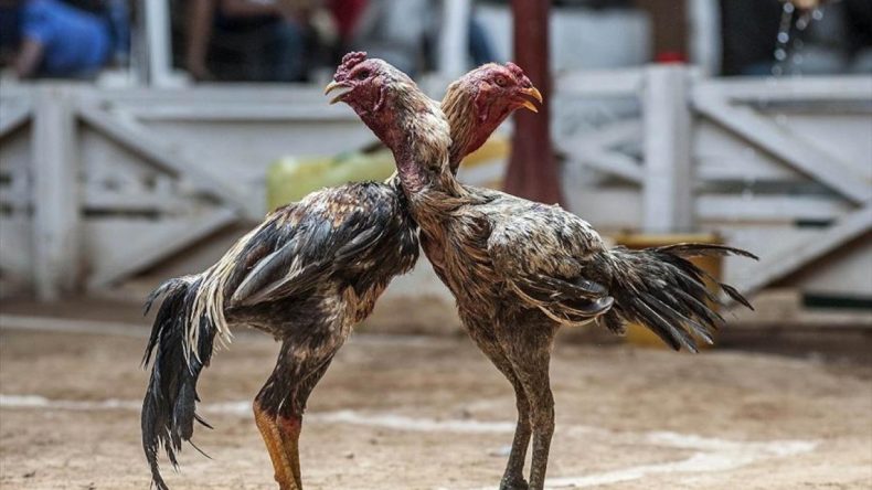 Hayvanları Koruma Derneği Başkanı Horoz Dövüştürürken Ele Geçirildi