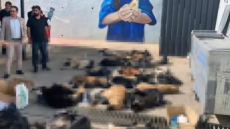 Hayvanların Ölümüne İlişkin Soruşturma Gelişmeleri