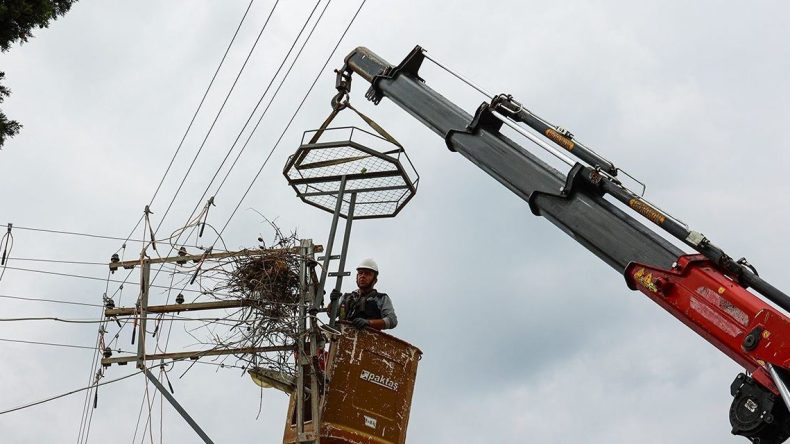 Hem doğa korundu hem enerji kesintisi önlendi: Sinop’ta leylek projesi