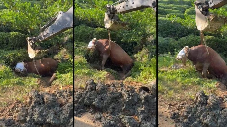 İpini Koparan Boğanın Zor Anları Kameralara Yansıdı