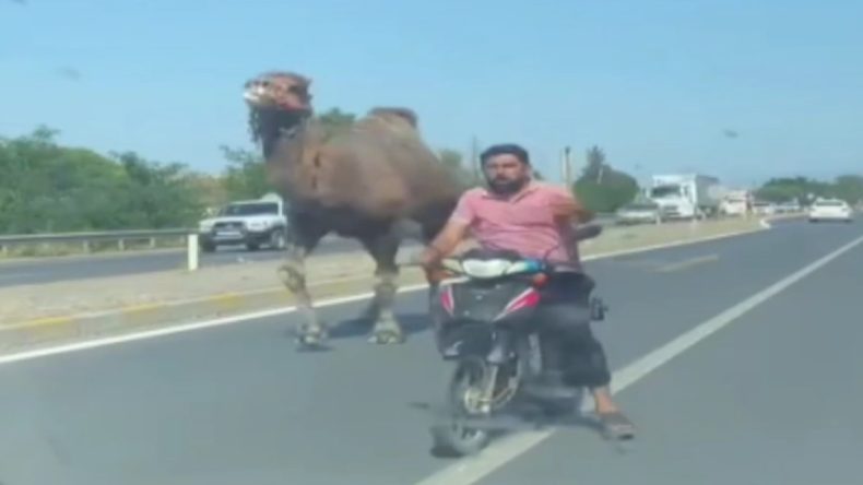 Kaçan Deveyi Sahibi Motosikletle Takip Etti