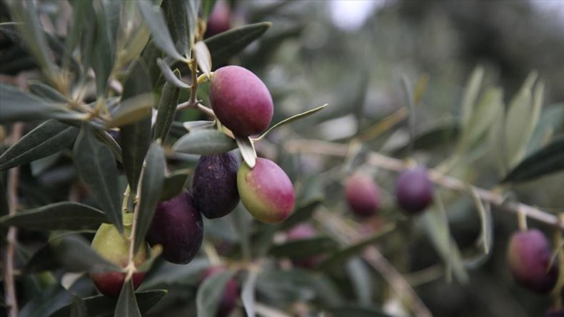 Kanun Teklifi Yasalaşırsa 24 Bin Zeytin Ağacı Taşınacak