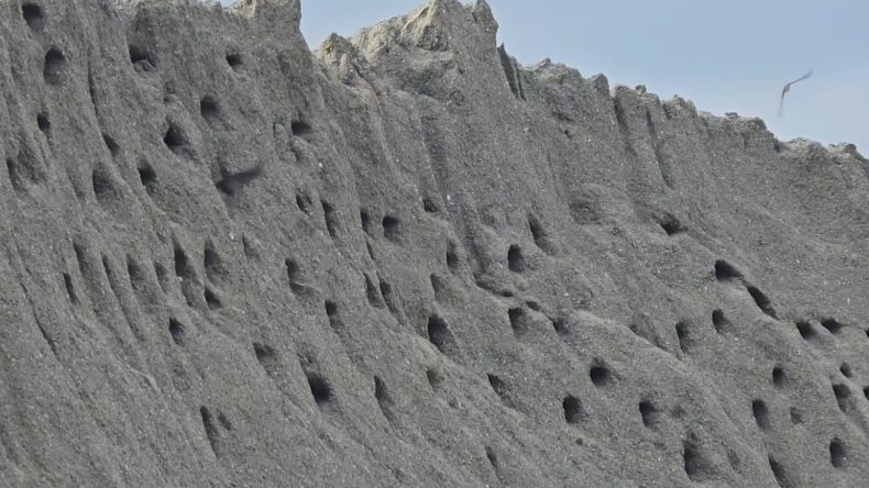 Kırlangıçlardan Kum Tepelerine “Kuş Sitesi”
