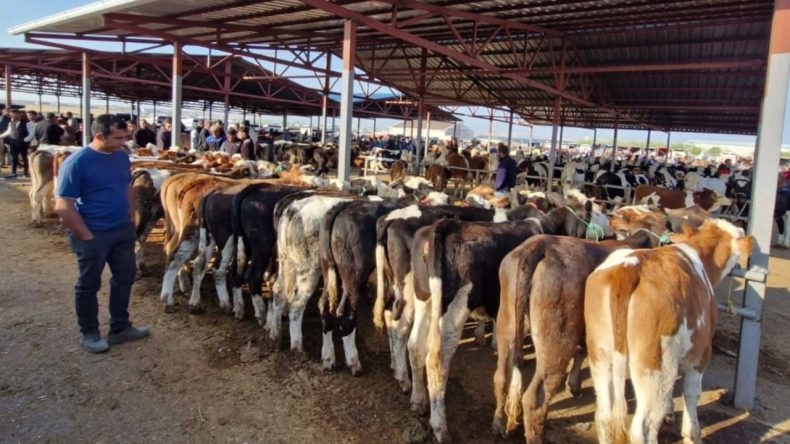 Kırşehir’de Canlı Hayvan Pazarı ‘Şap’ Nedeniyle Kapatıldı