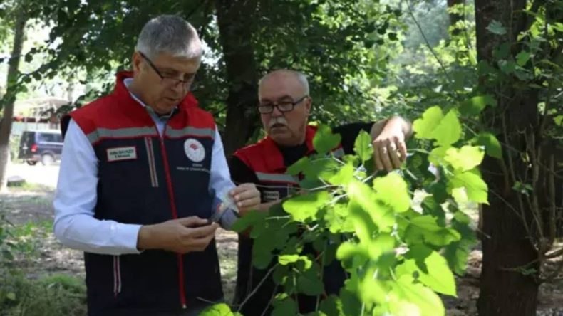 Kokarca İstilasıyla Mücadele: 3 Bin Samuray Arısı Doğaya Salındı!