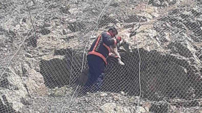 Koruma Ağı Tuzağa Dönüştü: Keçiler Dağda Mahsur Kaldı