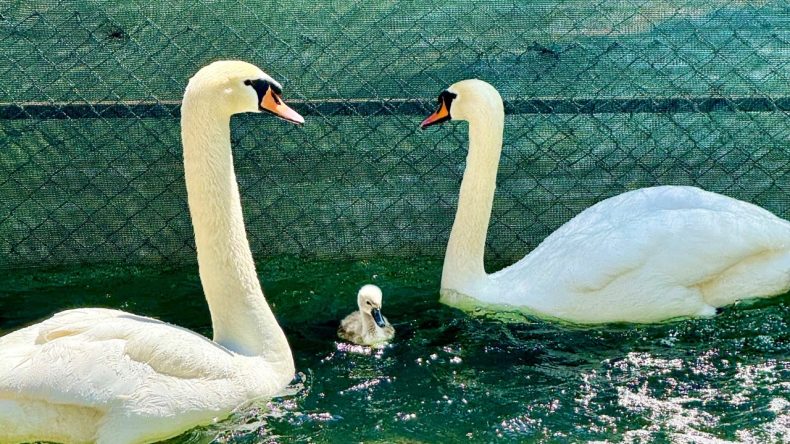Kuğulu Park’ta 15 Yıl Sonra Bir İlk Gerçekleşti
