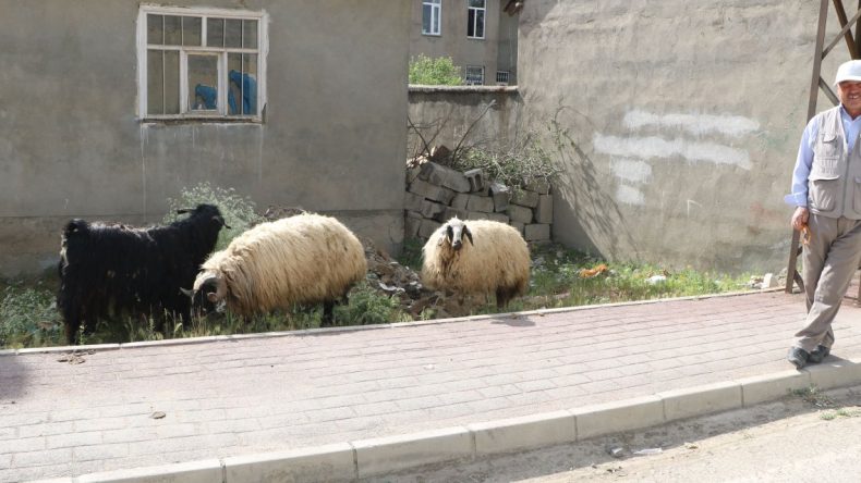Kurban Bayramı Öncesi Salgın Krizi: 3 İlde Karantina Uygulaması!