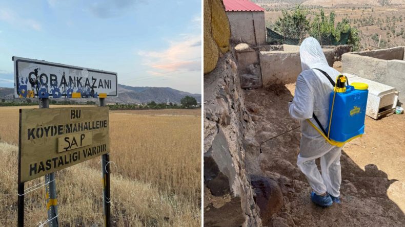 Kurban Bayramı Öncesinde ‘Şap’ Paniği: Köye Hayvan Girişi Yasaklandı