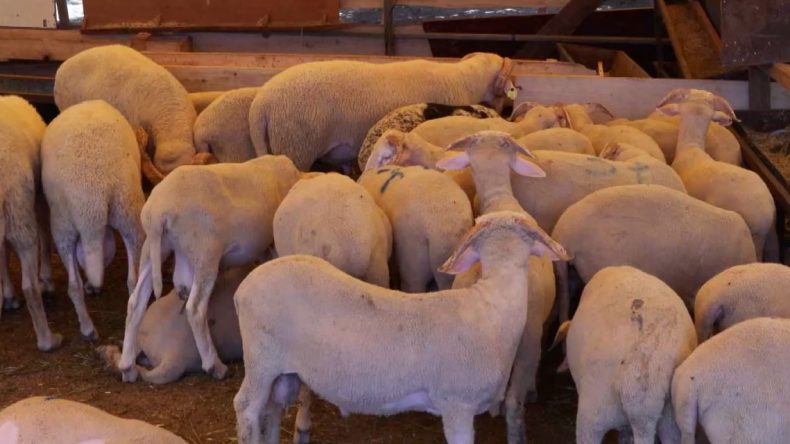 Kurban Bayramı’nda İndirimli Satışlar Başladı
