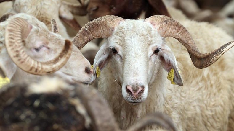 Kurban kesecekler dikkat et! Bu hataları sakın yapmayın