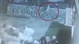 Kurt, Koyunu Yakaladı Ama Ölü Taklidi Yaparak Kurtulmayı Başardı