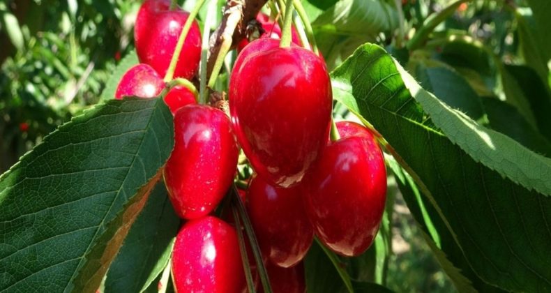 ‘Lapseki Devi’ Kirazların Hasadı Başladı: Kilosu 400-500 TL Arasında Satılıyor