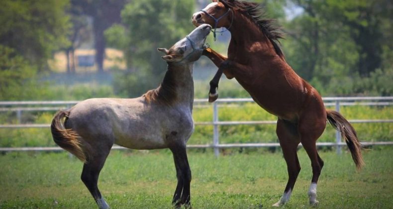 Litresi 2,5 Milyon TL ile Satılıyor: Bu At Sahibine Oturduğu Yerden Servet Kazandırıyor