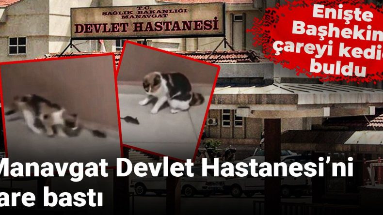Manavgat Devlet Hastanesi’nde Fare İstilasına Karşı Kedili Çözüm