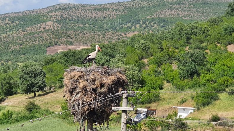 Manisa’da Leyleklerin Yuva Yapabilmesi İçin Enerji Hattının Yeri Değiştirildi
