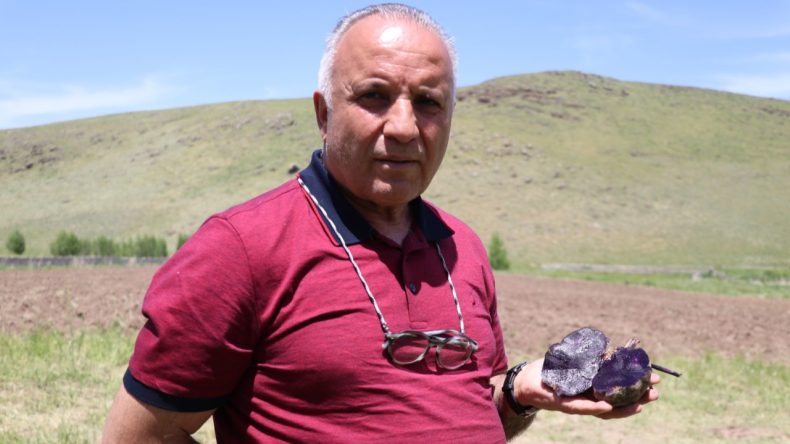 Mor Patatesle Tarımda Devrim
