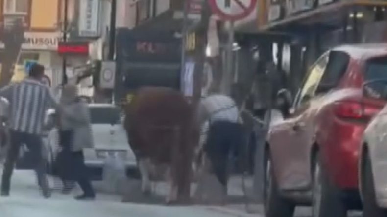 Pazardan Kaçan Kurbanlık Boğa Ortalığı Birbirine Kattı