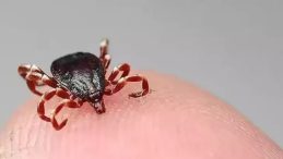 Pikniğe Gidenler Dikkat! Kene Saldırıları Artıyor