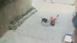 Pitbull, 7 Yaşındaki Çocuğa Saldırdı