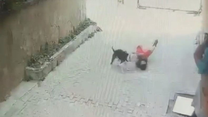 Pitbull, 7 Yaşındaki Çocuğa Saldırdı