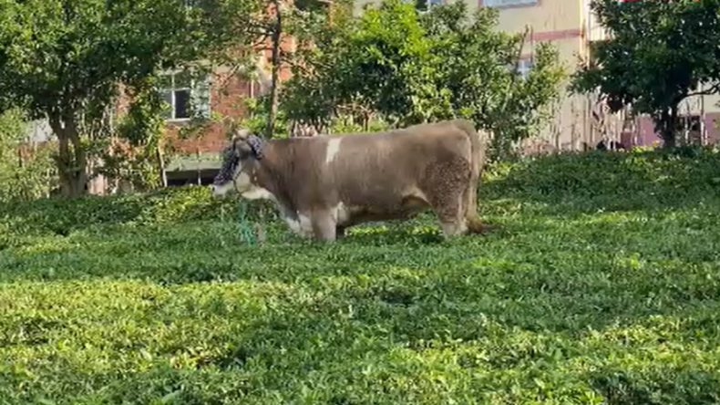 Rize’de Öfkeli Boğa Çay Bahçesine Kaçtı